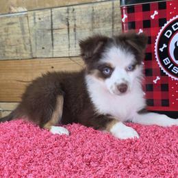 Rochelle - Red tri female Toy Australian Shepherd puppy in Citra, Florida from Southpaw Herders LLC