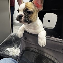 French Bulldog Puppies from A Quality French Bulldogs AZ