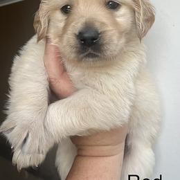 Red - Golden female Golden Retriever puppy in Jesup, Georgia from Painted Platinum Retrievers (Painted Platinum Kennel) PPK