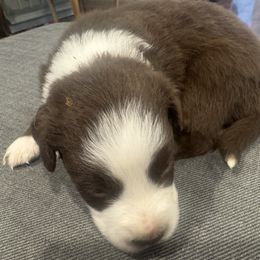 Fudge - Red & white male Miniature Australian Shepherd puppy in Alexandria, Virginia from Fairfax Aussies