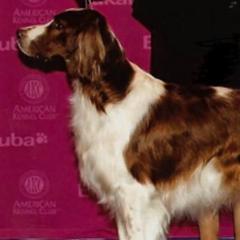 Irish Red and White Setters from Mountain Star Kennels