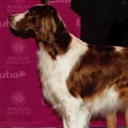 Irish Red and White Setters from Mountain Star Kennels