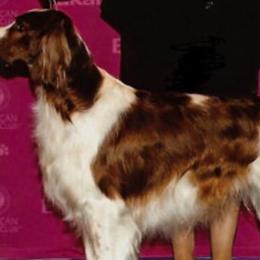 Irish Red and White Setters from Mountain Star Kennels