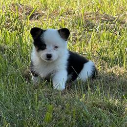 Frankie Sinatra - White and black male Pembroke Welsh Corgi puppy in Heyworth, Illinois from Schumaker Corgis