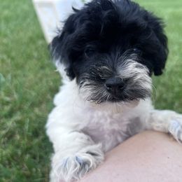 Moose Tracks with training - Black and white female Cockapoo puppy in Boonville, North Carolina from Doods & Dolls