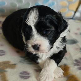 Shihpoos and Shih Tzus from Robert Elkin