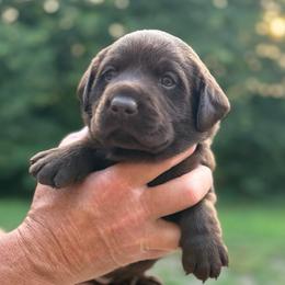 Jig - Chocolate male Labrador Retriever puppy in Isle, Minnesota from Dog Ear Outfitters