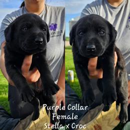 Purple Collar - Black female Labrador Retriever puppy in Boyd, Minnesota from Lindley Labradors