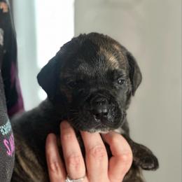 Pink Collar Dark Brindle Female - Brindle female Boerboel puppy in Wasilla, Alaska from Northland Boerboels