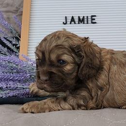 Boy 1 Jamie Red Sable - Sable male Cocker Spaniel puppy in Morristown, Tennessee from Down in the Holler