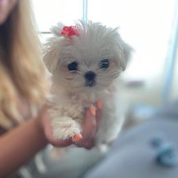 Maltese and Yorkshire Terrier Puppies from tatortot pup