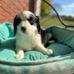 Agnes - Tri-color female Bernedoodle puppy in Forsyth, Illinois from Birdies Mini Bernedoodles