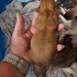 Meech - Chocolate male Dachshund puppy in Strong, Arkansas from Dachshunds R Us