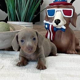 Penny - Fawn (isabella) and tan female Dachshund puppy in Menifee, California from Dachshunds in SoCal