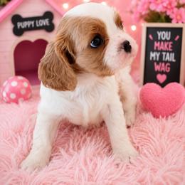 Caramel - Blenheim female Cavalier King Charles Spaniel puppy in Dallas, Texas from Holliday Cavalier King Charles Spaniels