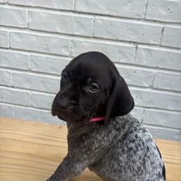 Lavaca - Liver roan female German Shorthaired Pointer puppy in Orange, Texas from River Bottom Pointers