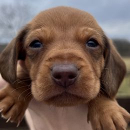Michelangelo - Red Dachshund puppy in Salvisa, Kentucky from Howell’s Hounds