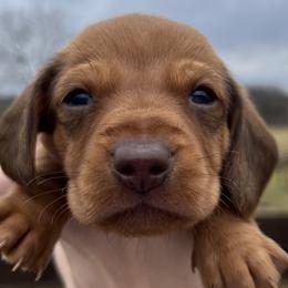 Michelangelo - Red Dachshund puppy in Salvisa, Kentucky from Howell’s Hounds
