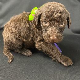 Maple - Chocolate female Labradoodle puppy in Candler, North Carolina from Maple Bakin’ Doodles