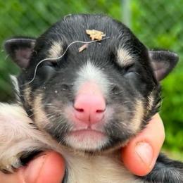 Girl 4 - female Alaskan Husky puppy in Wasilla, Alaska from Story Kennel