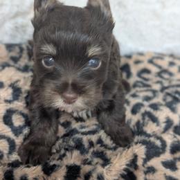Willow - Chocolate and tan female Yorkshire Terrier puppy in Gaylesville, Alabama from Sweet Alabama Yorkies