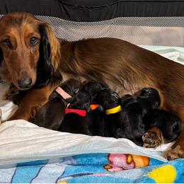 Dachshund puppies from Foley Dachshunds