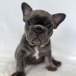 Boy 2 - Blue male French Bulldog puppy in Walnut, California from Flores Frenchies