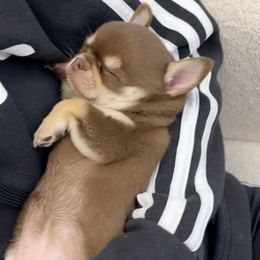 Chihuahuas and French Bulldogs from Kelly Treat's Chihuahuas and French Bulldogs