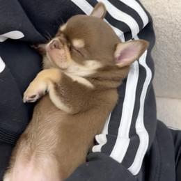 Chihuahuas and French Bulldogs from Kelly Treat's Chihuahuas and French Bulldogs