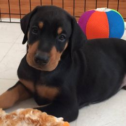 Doberman Pinschers from Abendrot