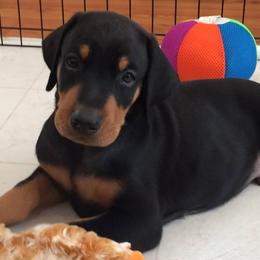 Doberman Pinschers from Abendrot