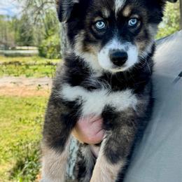 Blizzard - Black and white male Pomsky puppy in Murfreesboro, Tennessee from Middle Tennessee Pomskies