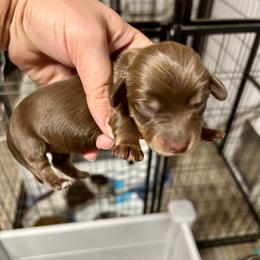 Daisy's Puppy 4 Female - Chocolate and tan female Dachshund puppy in Rattan, Oklahoma from Burgett’s Barnyard Dachshunds