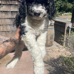 Labradoodle puppies from Diaz Doodles
