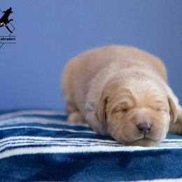 Labrador Retriever Puppies from Sun Ridge Labradors