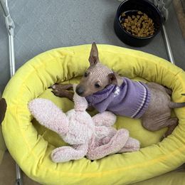 Jenny - Red sable female American Hairless Terrier puppy in Buckingham, Illinois from Gaus Hof