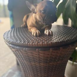 Willow - Black and tan female French Bulldog puppy in Saucier, Mississippi from Mississippi Sound Frenchies
