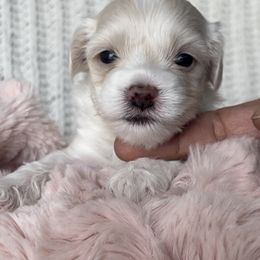 Maltese, Maltipoos, and Poodles from Toy Poodles And Maltese Of Florida