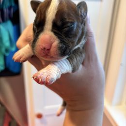 Male 2 - Fawn male Boxer puppy in Charleston, Arkansas from Guardian Kennels