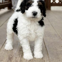 Bernedoodle Puppies from CBKB Bernedoodle’s