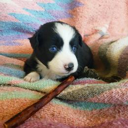 Gracie - Black tri female Miniature Australian Shepherd puppy in Willard, Missouri from Stoney Brook Aussies
