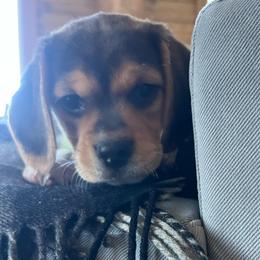 Archie - Black white and tan male Beagle puppy in Harrison, Arkansas from Leslie Beagles of Leslie Farm