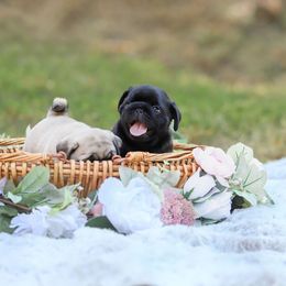 Pug Puppies from Malta Pugs