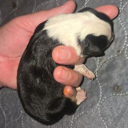 Miss Typhoon - Black tri female Toy Australian Shepherd puppy in Dolan Springs, Arizona from High Desert Companions