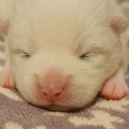 Samoyed Puppies from High Lonesome