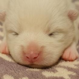 Samoyed Puppies from High Lonesome