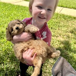 Boxer and Cavapoo Puppies from Acadian Kennels
