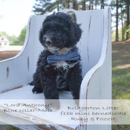 Lord Anothy- blue collar - Black male Bernedoodle puppy in Lexington, North Carolina from Deborah’s Doodles