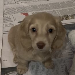 Polly - Cream female Dachshund puppy in Spencer, Ohio from JAM Doxies