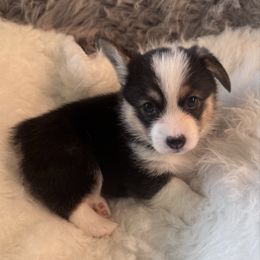 Red Collar Female - Black and tan female Pembroke Welsh Corgi puppy in Grants Pass, Oregon from Rockin’ DA Corgis & Critter Transport LLC